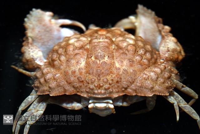 山羊饅頭蟹藏品圖，第5張