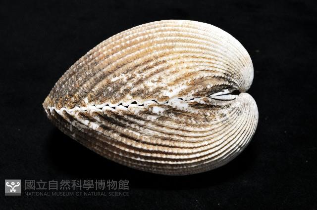 南洋鳥尾蛤藏品圖，第5張