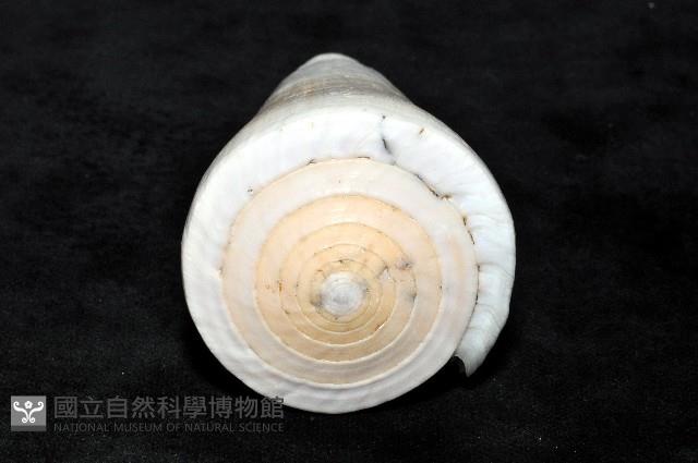 胭脂芋螺藏品圖，第5張