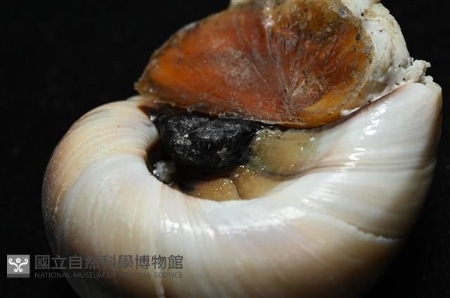 大玉螺藏品圖，第5張