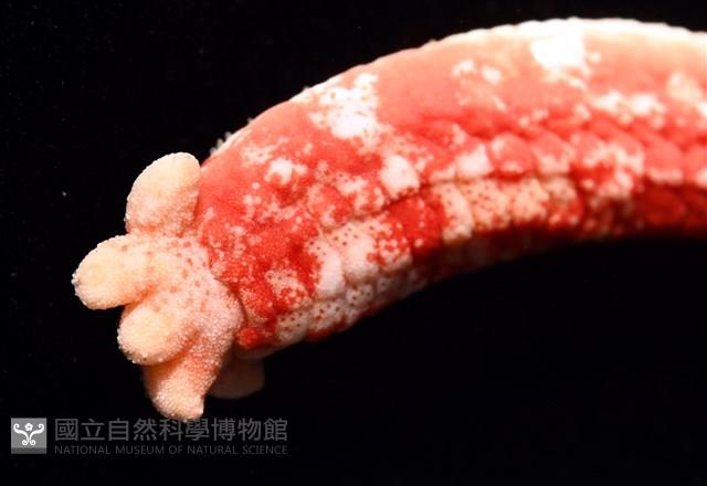 少篩蛇海星藏品圖，第5張