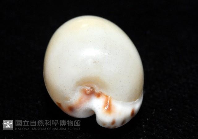 小無齒寶螺藏品圖，第5張