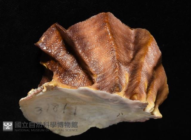 鋸齒牡蠣藏品圖，第5張
