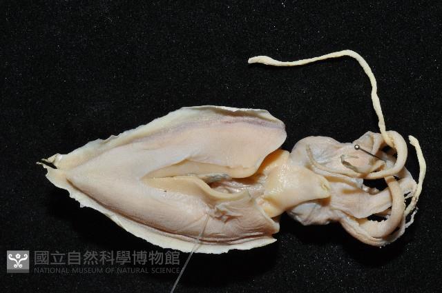 叉尾烏賊藏品圖，第5張