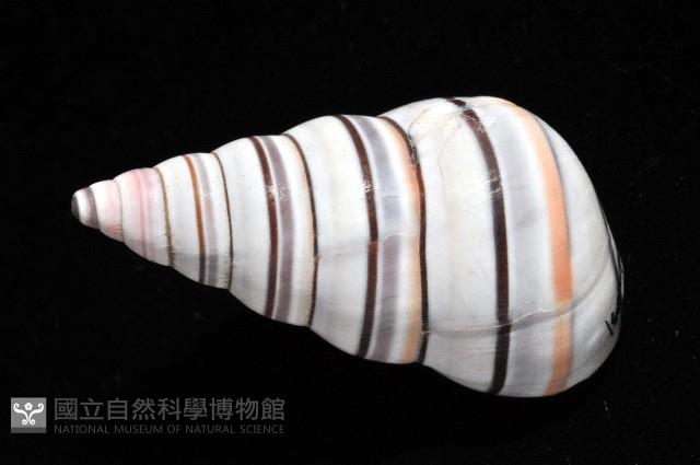 彩虹蝸牛藏品圖，第5張