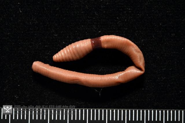 南仁遠環蚓(新種)藏品圖，第5張