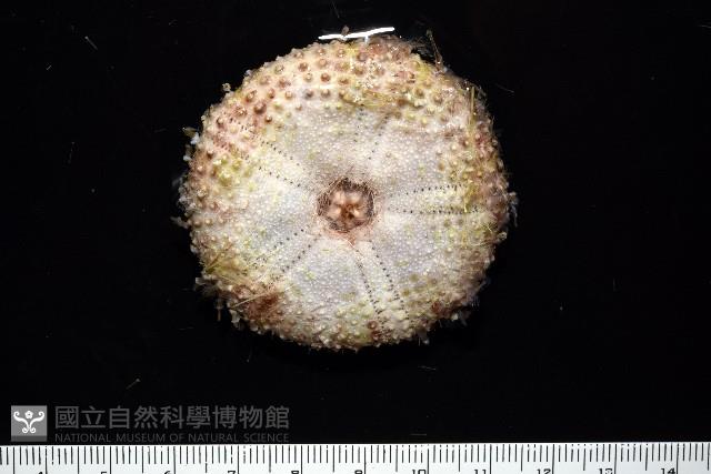 粒毛冠海膽藏品圖，第5張
