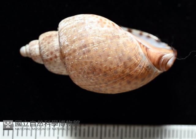 南非鳳螺藏品圖，第5張