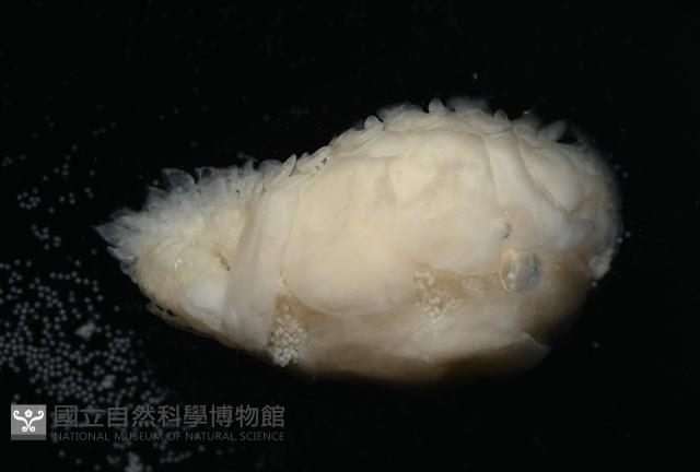 未知種鰓虱藏品圖，第5張