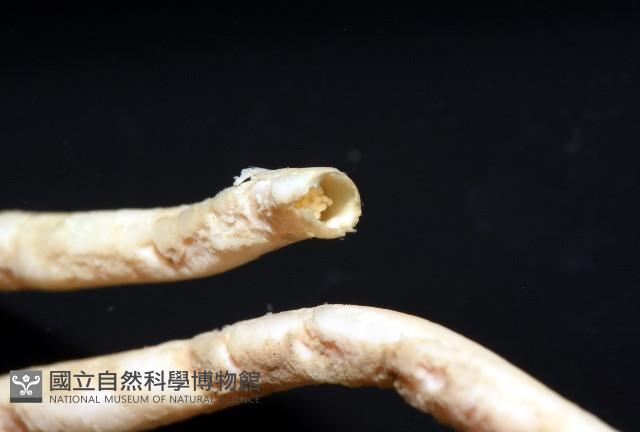 未知種多毛類藏品圖，第5張