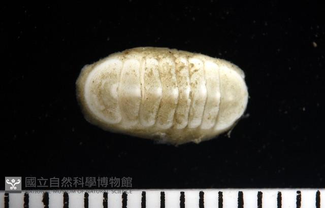 未知種深海石鱉藏品圖，第5張