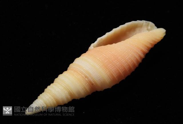 環肋筆螺藏品圖，第5張