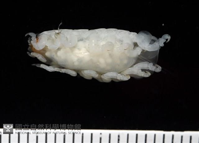 未知種縮頭水虱藏品圖，第5張