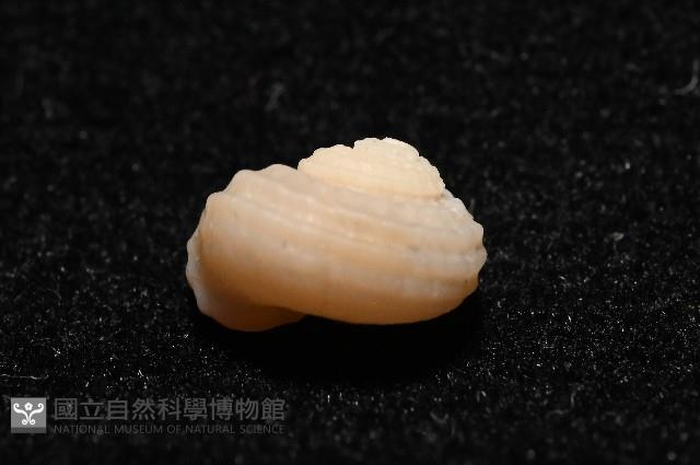 東海花冠螺藏品圖，第5張