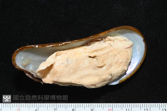 斧形深海殼菜蛤藏品圖，第5張