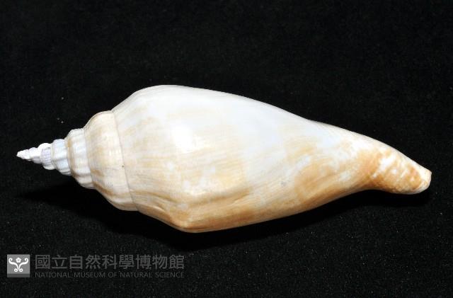 圓袖鳳凰螺藏品圖，第5張