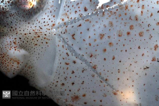 瓦爾迪瓦紡錘魷藏品圖，第5張