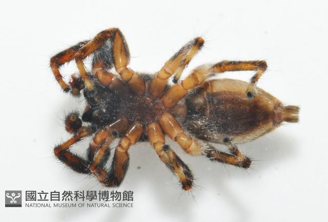 雙帶扁蠅虎藏品圖，第5張
