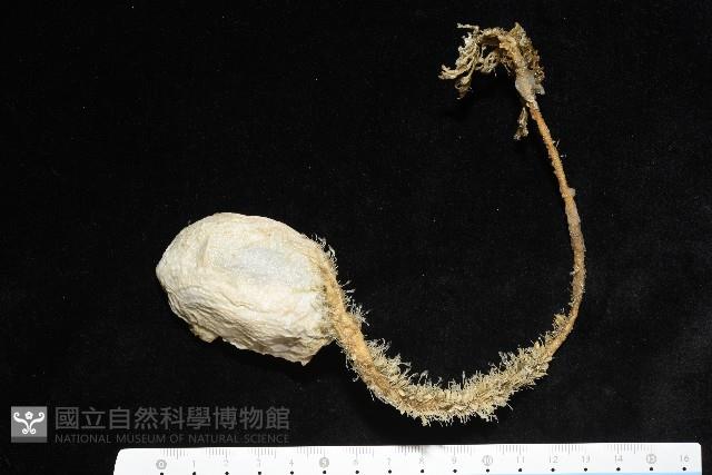 北極有柄海鞘藏品圖，第5張