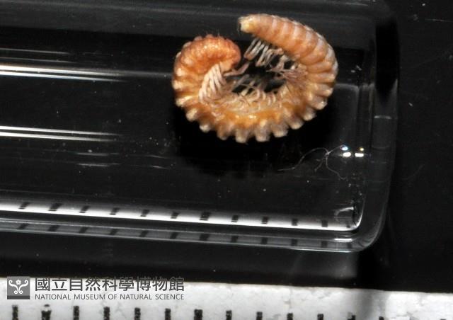 異東京泡馬陸藏品圖，第5張