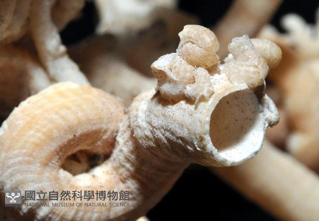 散子蛇螺藏品圖，第5張