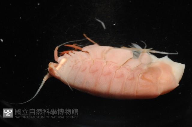 未知種深海側甲鉤蝦藏品圖，第5張