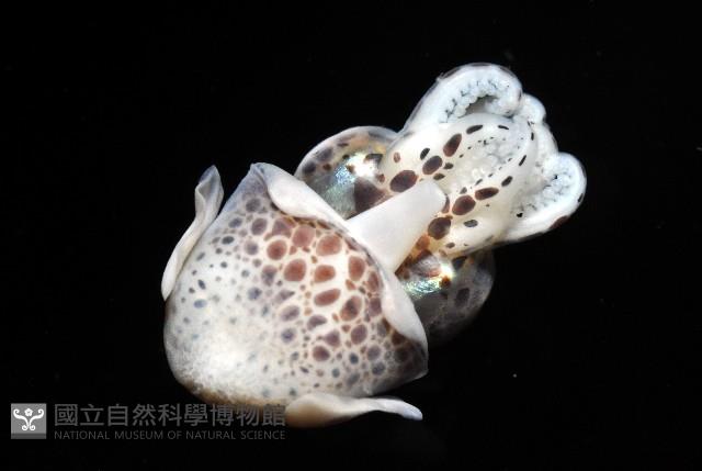 柏氏四盤耳烏賊藏品圖，第5張