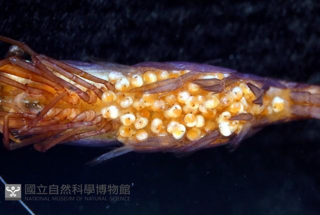 未知種海羊齒共生蝦藏品圖，第5張