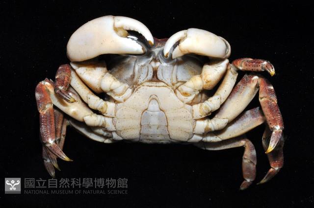 肉球近方蟹藏品圖，第5張