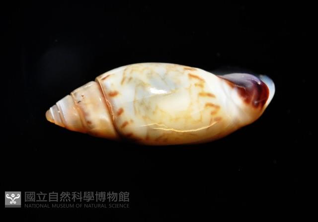 細小彈頭螺藏品圖，第5張