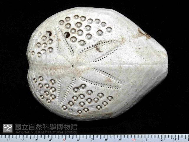 秀麗布萊海膽藏品圖，第5張