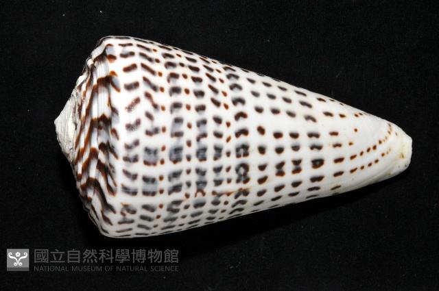密碼芋螺藏品圖，第5張