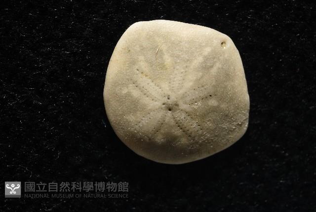 馬氏海錢(馬氏扣海膽)藏品圖，第5張