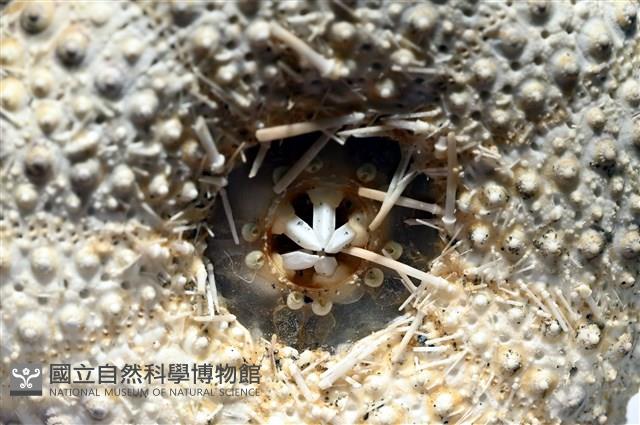 芮氏刻肋海膽藏品圖，第5張