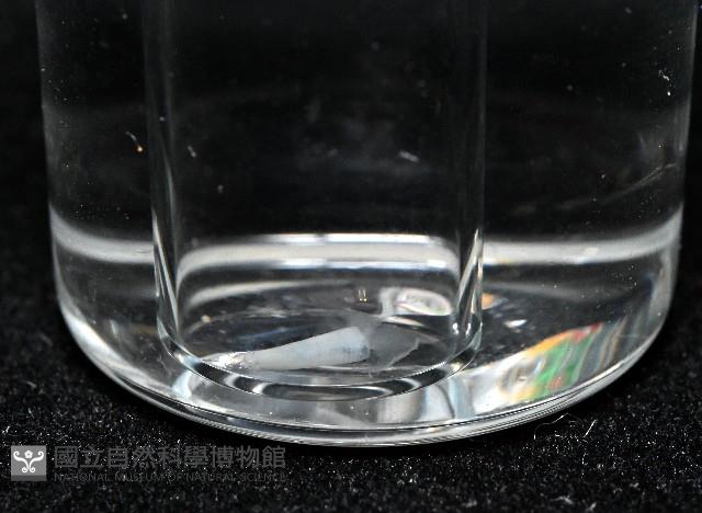 牛角蝶螺藏品圖，第5張