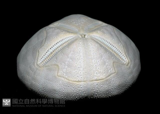 心形海壺藏品圖，第5張