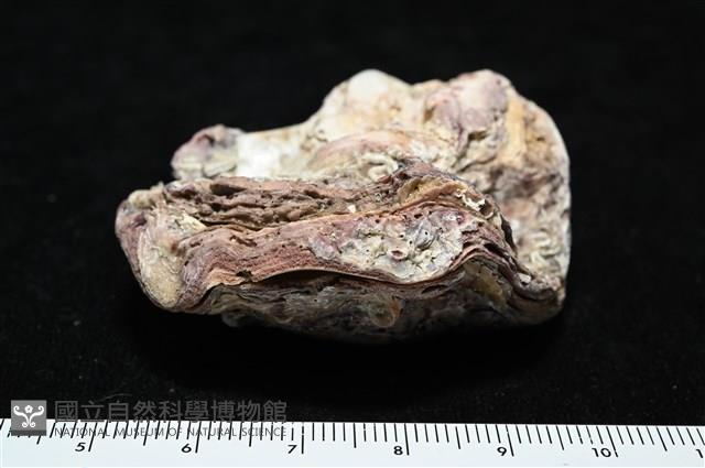 未知種巨牡蠣藏品圖，第5張