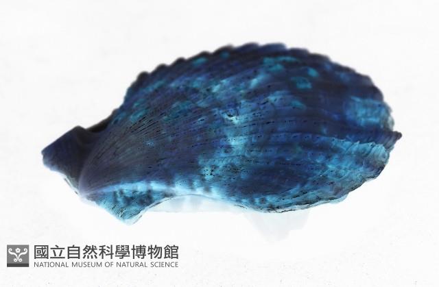 垂簾海扇蛤藏品圖，第5張