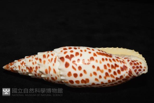 大紅牙筆螺藏品圖，第5張