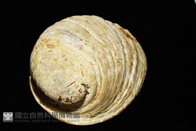 孔雀鮑螺藏品圖，第5張