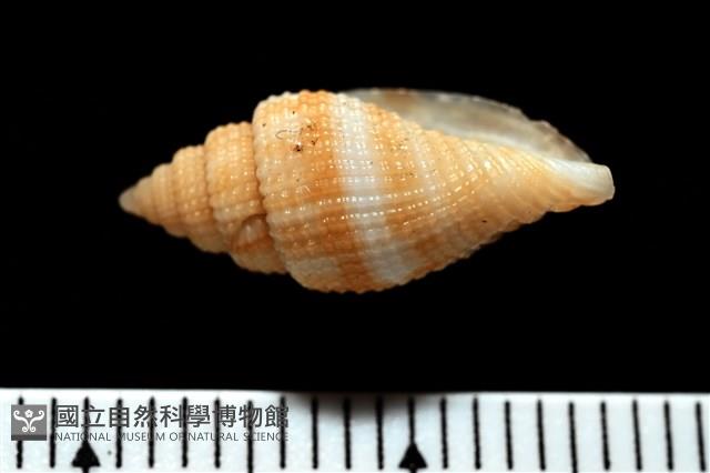 西非渦筆螺藏品圖，第5張