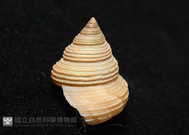 景林鐘螺藏品圖，第5張