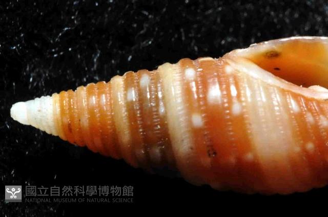 小珠筆螺藏品圖，第5張
