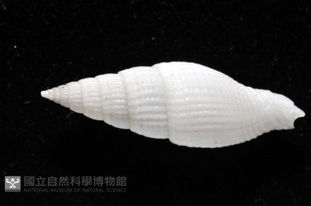 玉麟蛹筆螺藏品圖，第5張