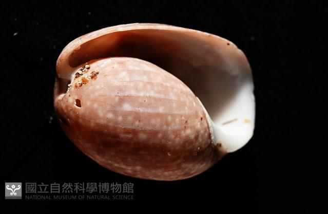棗螺藏品圖，第5張