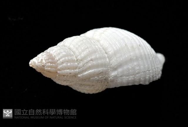 大溪峨螺(新種)藏品圖，第5張