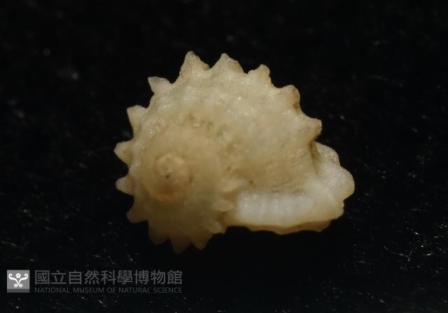 小夜曲花冠螺藏品圖，第5張