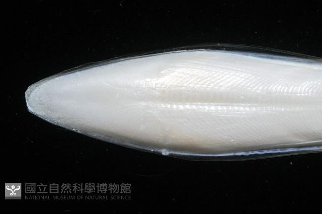 叉尾烏賊藏品圖，第5張