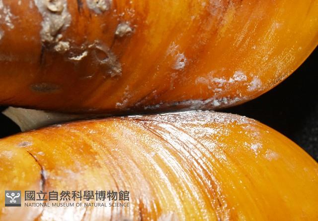 平端深海殼菜蛤藏品圖，第5張