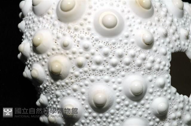 石筆海膽(鉛筆海膽)藏品圖，第5張